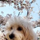 애견미용실 꽃개 이미지