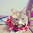 고돌이네 이미지