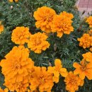 메리골드 이미지