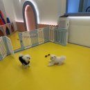 부천애견미용 멍미살롱2호점 이미지