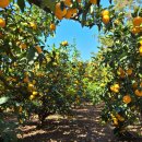 한성대농장 이미지