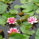 꿈의 대화 이미지