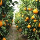 봉이농장 이미지