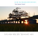 우강면 무궁화 | 당진 나홀로나무 팽나무 가을 저녁 일몰
