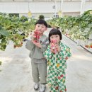 별휴게점 | 제주 애월 딸기체험 아이랑 가기 좋은 제주별딸기 후기