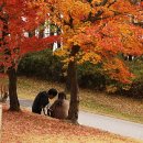 한국식 정원이 아름다운 호암미술관 이미지