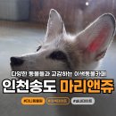 마리앤쥬(ZOO) | ❝ 인천 송도 마리앤쥬 ❞ 여우부터 미어캣, 고슴도치까지?! 이색 동물체험카페