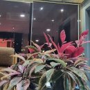 [쉼표아로마] 아로마 테라피 & 도심 속 힐링 | 문정마사지 고민될 때, 혈액순환 챙기면서 힐링하기! 아로마테라피 체험 후기