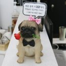 헤어디프(DIFF) 이미지