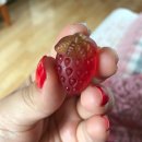 과일홀릭