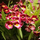 밀토니아(miltonia)