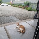 북면375 | 가평 국도막걸리 맛과 가격 내돈내산 리뷰