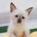 부산고양이분양 퍼스트캣 부산점 | [고양이리뷰] 부산고양이분양 퍼스트캣 부산점, 사랑스러운 렉돌분양과 함께한 경험