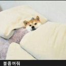 투민쓰