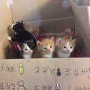앙큼이옷가게