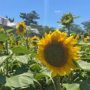 제주특별자치도 농업기술원 이미지