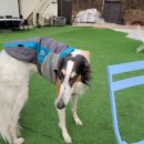 남사고기 이미지