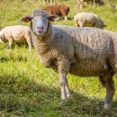 가평 양떼목장 이미지