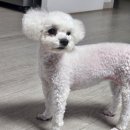 멍멍토리 네이버블로그