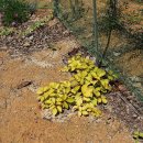 황금농장(2) 이미지