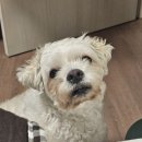 정원 양한방동물병원 이미지