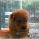 도그메리트 강아지 이미지