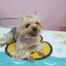 DOG LOVE WITH 란 이미지