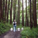 화인애견 이미지