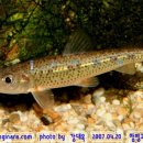 어류도감 이미지