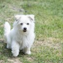 부산강아지분양 앨리펫 | 부산강아지무료분양 서리펫 방문 후기