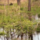 비그로브 그로브 이미지