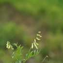 황기 Astragalus mongholicus var. dahuricus (DC.) Podlech 이미지