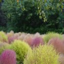 애견가을농장 이미지