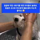 버블독스 가정루원시티점 | 강아지셀프목욕 방법 버블독스 가정루원시티점에서