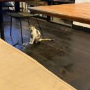 JI농장 | 발리 스미냑 쉬림피스 후기 아이와 함께한 해산물 레스토랑 저녁 맛집