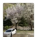 8코기네 애견펜션 이미지