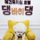 댕바이댕 이미지