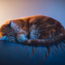 참누리동물병원 이미지