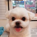 러블리하개 이미지