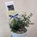 이동파출소 | 🌿 울산 온산파출소 승진화분 _ 올리브나무 화분 배송 후기 (남창 덕신 서생 울산남구)
