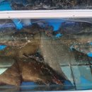 즉석횟집 이미지