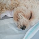 차차네 유치원 이미지