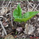 족두리풀꽃 (Asarum sieboldii) 이미지