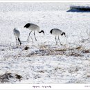 ＜스크랩＞백야의 사진 여행 - [철원] 혹한의 추위를 즐기는 한탄강의 두루미(鶴)와 고라니 이미지