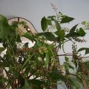 싱그러운 여름 꽃 화병꽂이 이미지