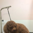 펫을 부탁해 이미지