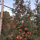 사과마을식당 이미지