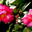 동백4로 이미지