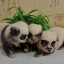 판다곰 이미지