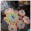 바이미인 이미지